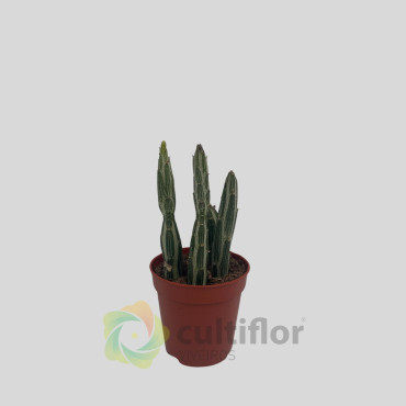 Senecio stapeliiformis