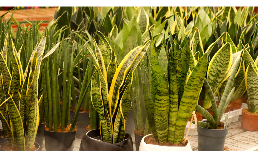 Como Distinguir a Espada-de-São-Jorge da Língua-de-Sogra?